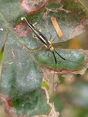 Dictyopsocus pennicornis