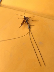 Megarhyssa macrurus icterosticta