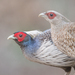 Kalij Pheasant - Photo (c) Morten Ross, some rights reserved (CC BY-NC), uploaded by Morten Ross