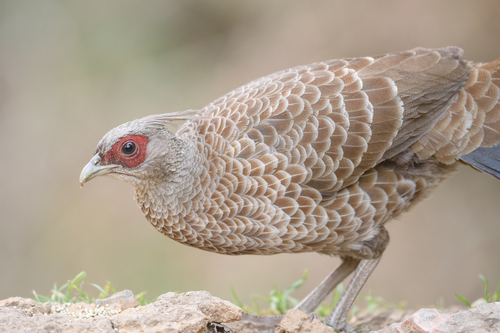 Kalij Pheasant