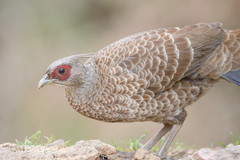 Kalij Pheasant photo 2