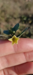 Withania frutescens