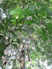 Anthurium clavigerum