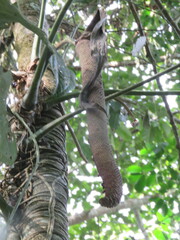 Anthurium clavigerum