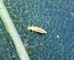 Thripoidea