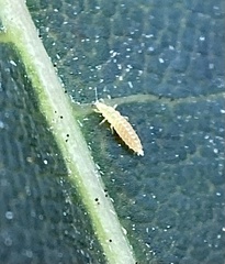 Thripoidea