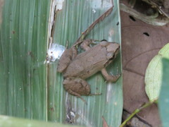 Leptodactylus petersii