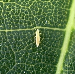 Thripoidea