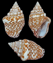 Euplica varians