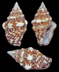 Euplica varians