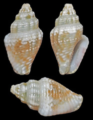 Euplica varians