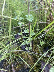 Euphrasia subarctica