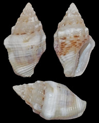Euplica varians