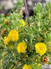 Aspalathus pallescens