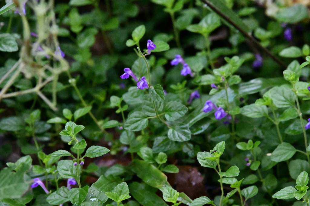 Scutellaria modesta
