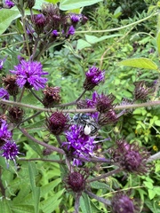 Melissodes denticulatus