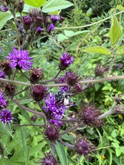 Melissodes denticulatus