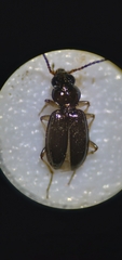 Bembidion lampros