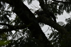 Patagioenas flavirostris