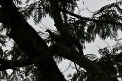 Patagioenas flavirostris