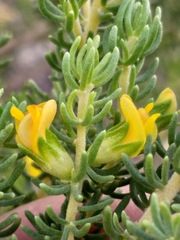 Aspalathus pallescens