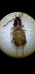Bembidion lampros