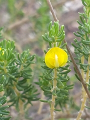 Aspalathus pallescens