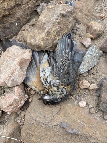 American Robin photographed in Colorado