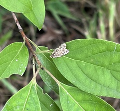 Phaecasiophora confixana
