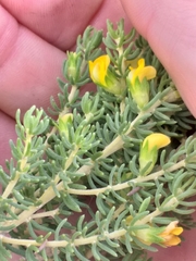 Aspalathus pallescens