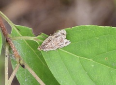 Phaecasiophora confixana