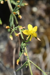Hypericum linariifolium