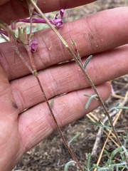 Ipomopsis aggregata bridgesii
