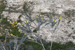 Aspalathus nickhelmei