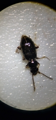 Bembidion lampros