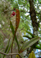 Image of Bulbophyllum sandersonii
