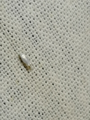 Leucoptera laburnella
