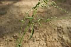 Chenopodium desiccatum
