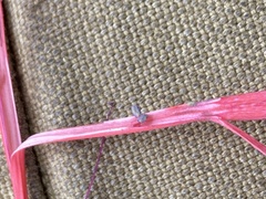 Ipomopsis aggregata bridgesii