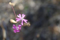 Silene colorata