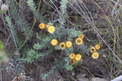 Achyranthemum mucronatum