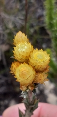 Achyranthemum mucronatum