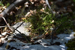 Moehringia muscosa
