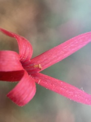 Ipomopsis aggregata bridgesii