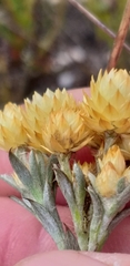 Achyranthemum mucronatum