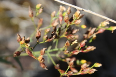 Hypericum linariifolium