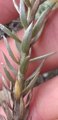 Achyranthemum mucronatum