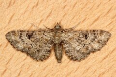 Eupithecia laquaearia