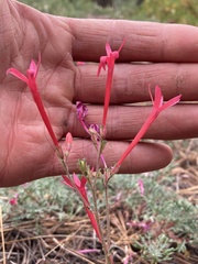 Ipomopsis aggregata bridgesii