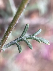 Ipomopsis aggregata bridgesii